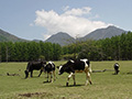 KOTOKU Farm（in summer）